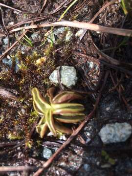 Image of Pinguicula alpina L.