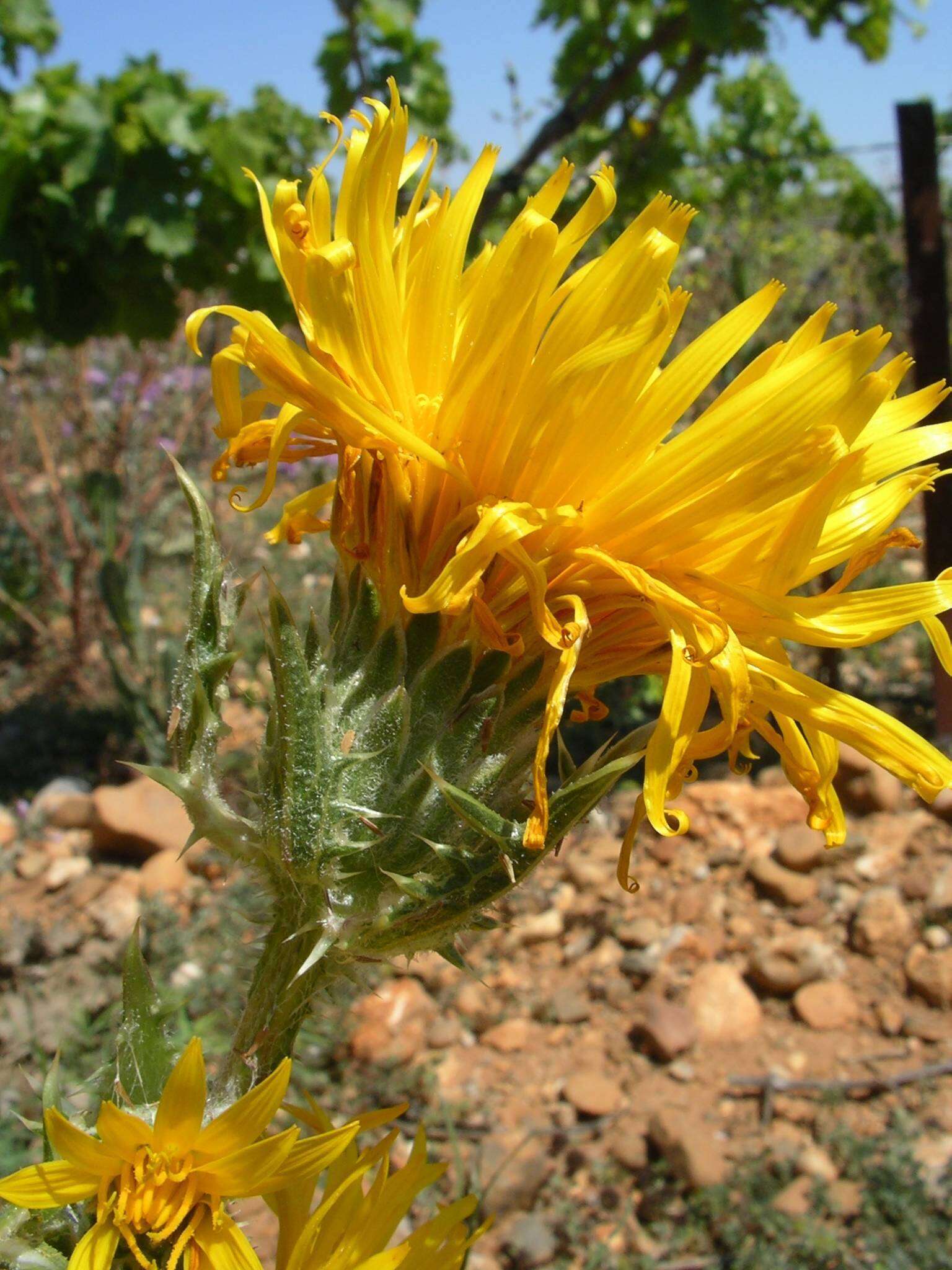 Image of Scolymus grandiflorus Desf.