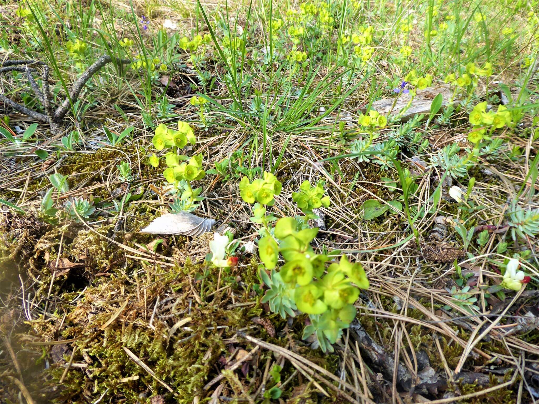 Sivun Euphorbia saxatilis Jacq. kuva