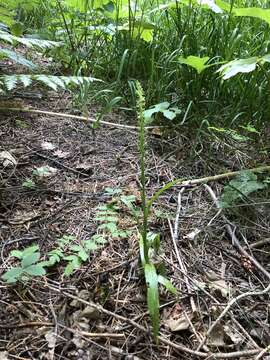 Image of Thurber's Bog Orchid