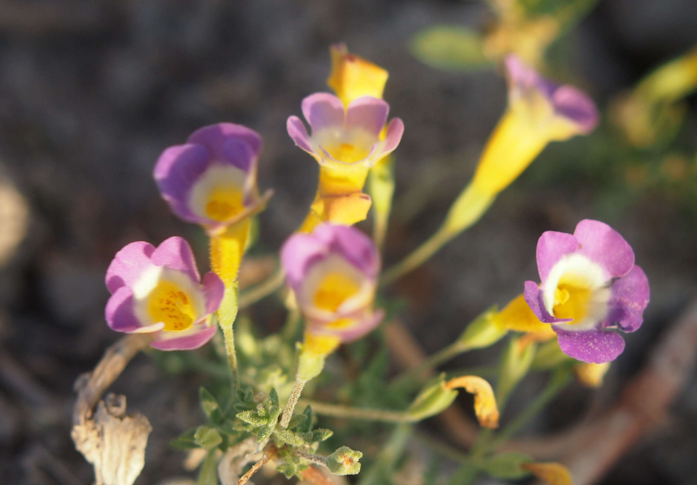 Plancia ëd Mimulus