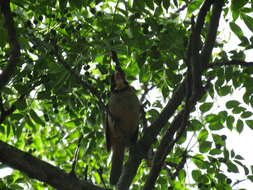 Image of Golden-billed Saltator