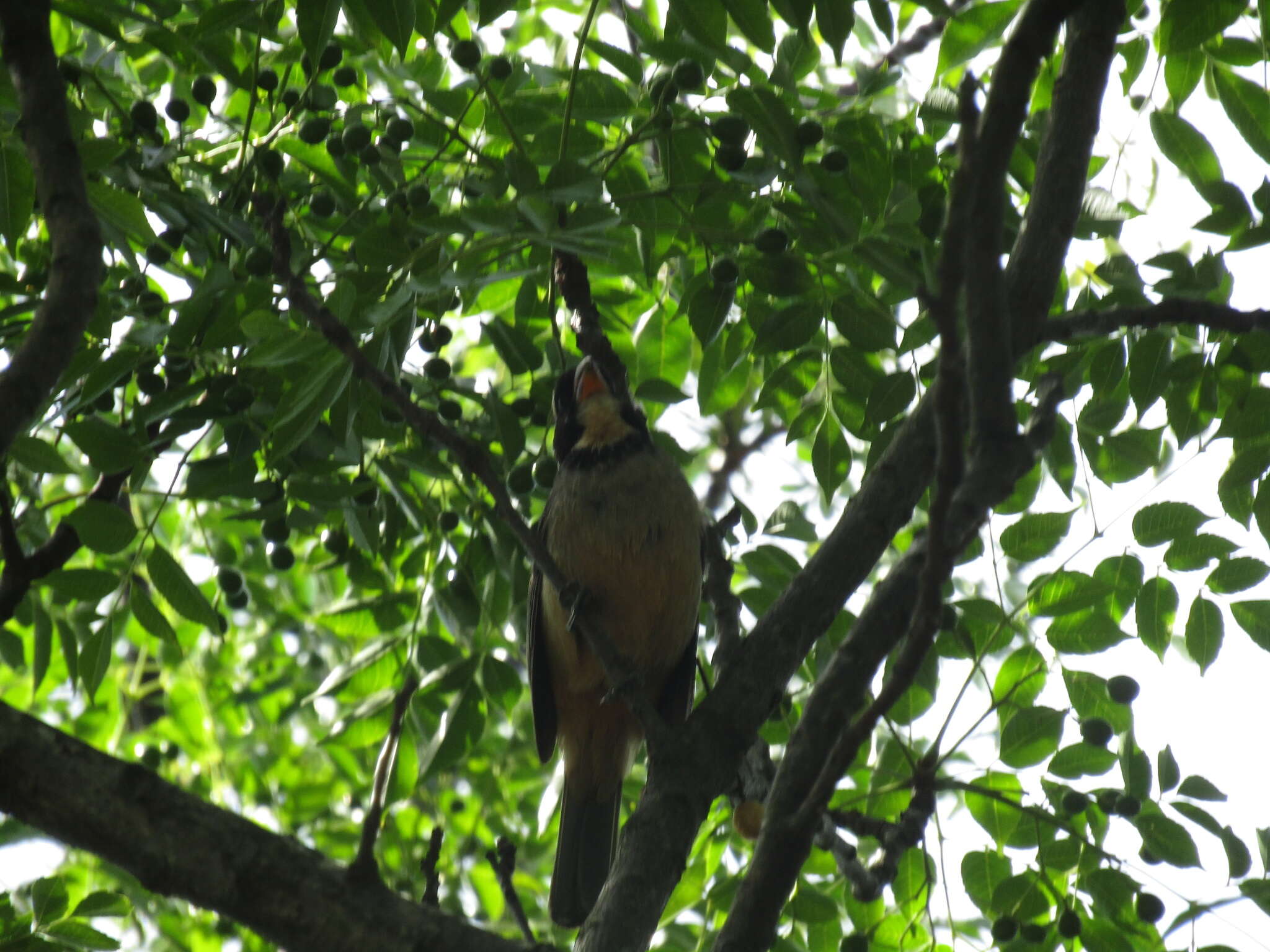 Image of Golden-billed Saltator