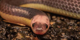 Image of Red-headed Reed Snake