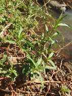 Image of sessile joyweed