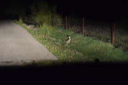 Image of Granada Hare