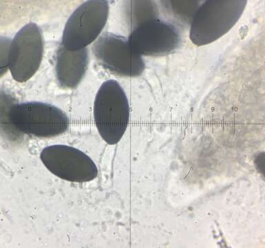 Image of Podospora pleiospora (G. Winter) Niessl 1883