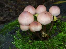 Image of Mycena haematopus (Pers.) P. Kumm. 1871