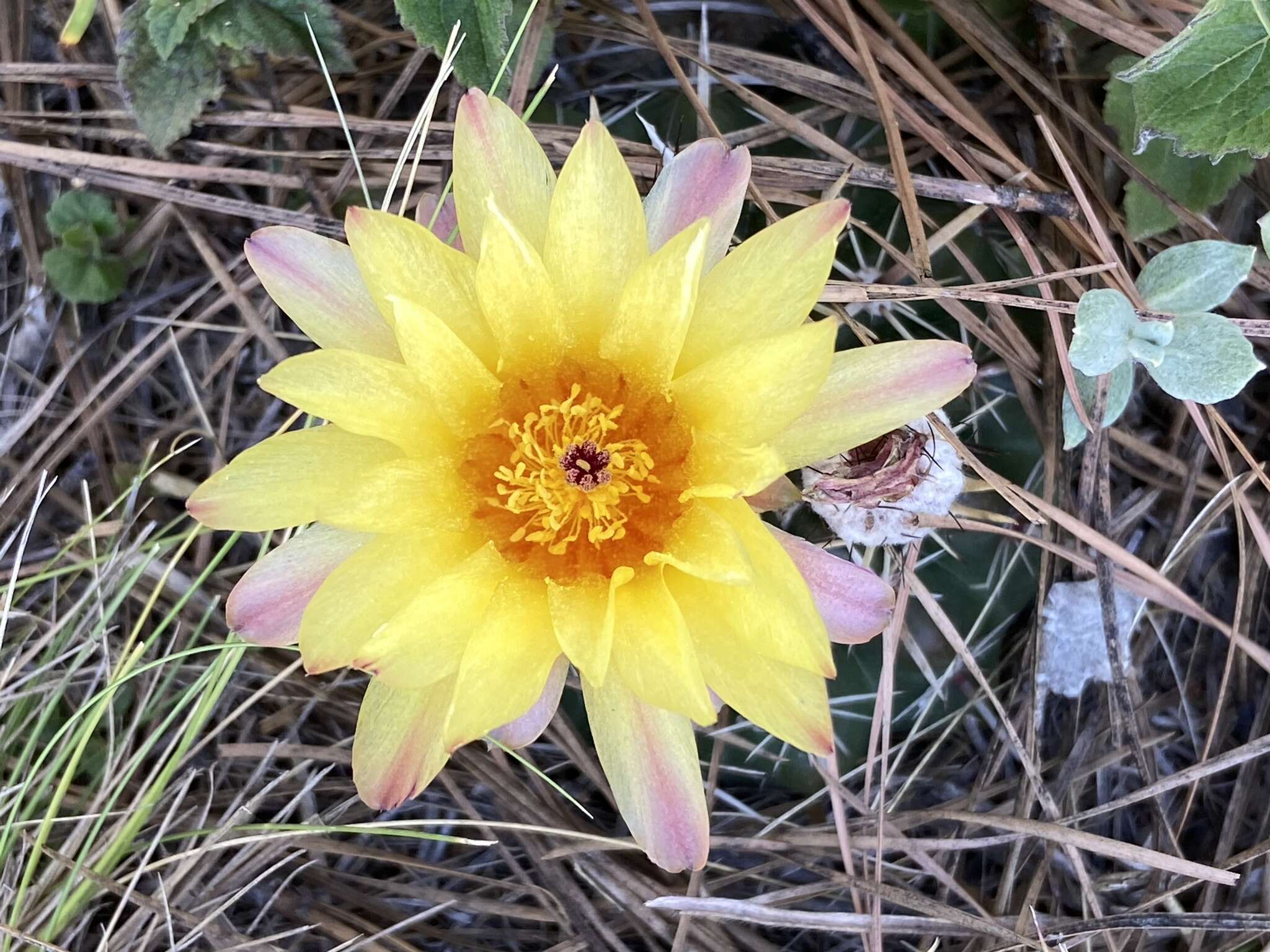 Image de Parodia mammulosa (Lem.) N. P. Taylor