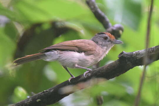 Image of Rufous-crowned Babbler