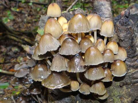 Sivun Coprinellus truncorum (Scop.) Redhead, Vilgalys & Moncalvo 2001 kuva