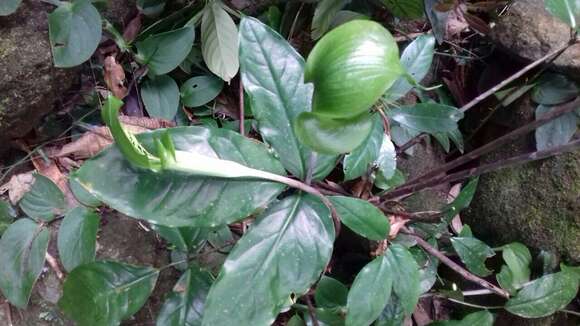 Image of Arisaema balansae Engl.