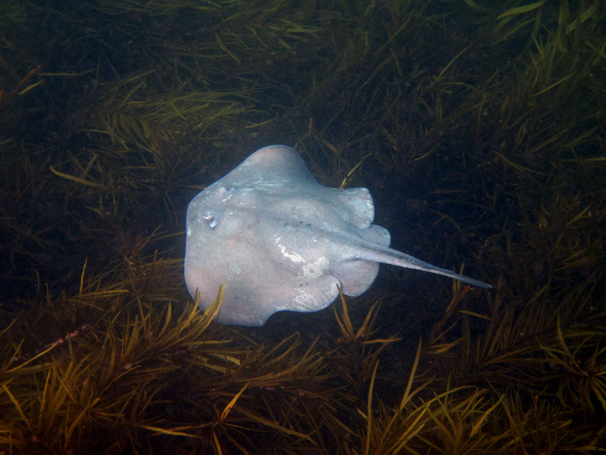 Image of Eastern Shovelnose Stingaree