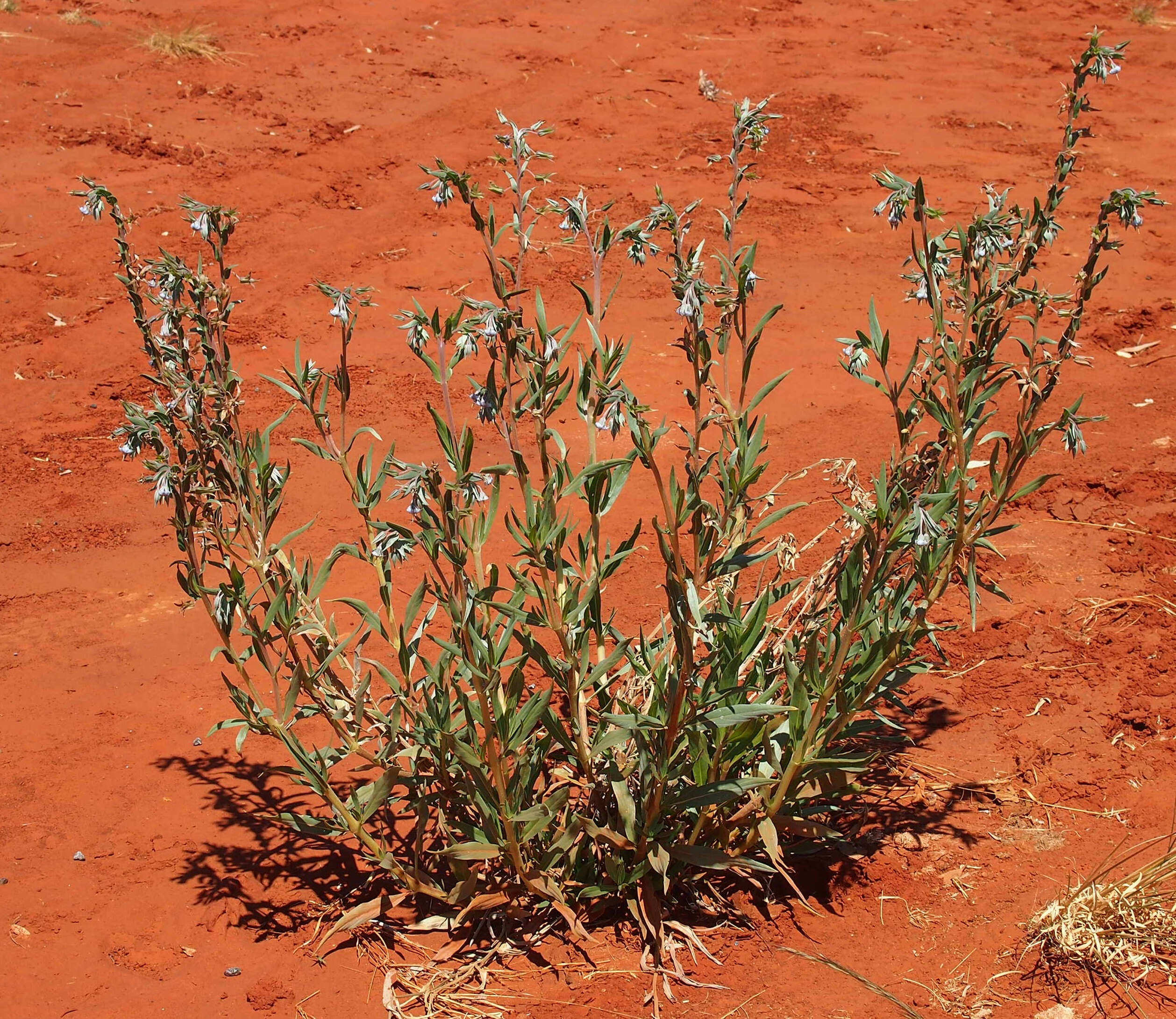 Image de Trichodesma zeylanicum (Burm. fil.) R. Br.