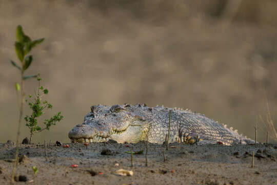 Image of Estuarine Crocodile