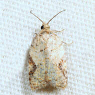 Imagem de Acleris semiannula Robinson 1869