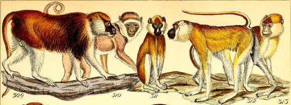 Image of Patas Monkey