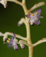 Image of Palisota ambigua (P. Beauv.) C. B. Clarke