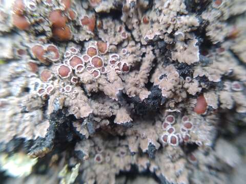 Image of Rimmed shingle lichen