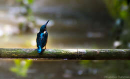 Image of Common Kingfisher