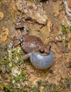 Image of Raorchestes bombayensis (Annandale 1919)