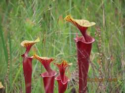 Image of <i>Sarracenia flava</i> var. <i>rubricorpora</i>