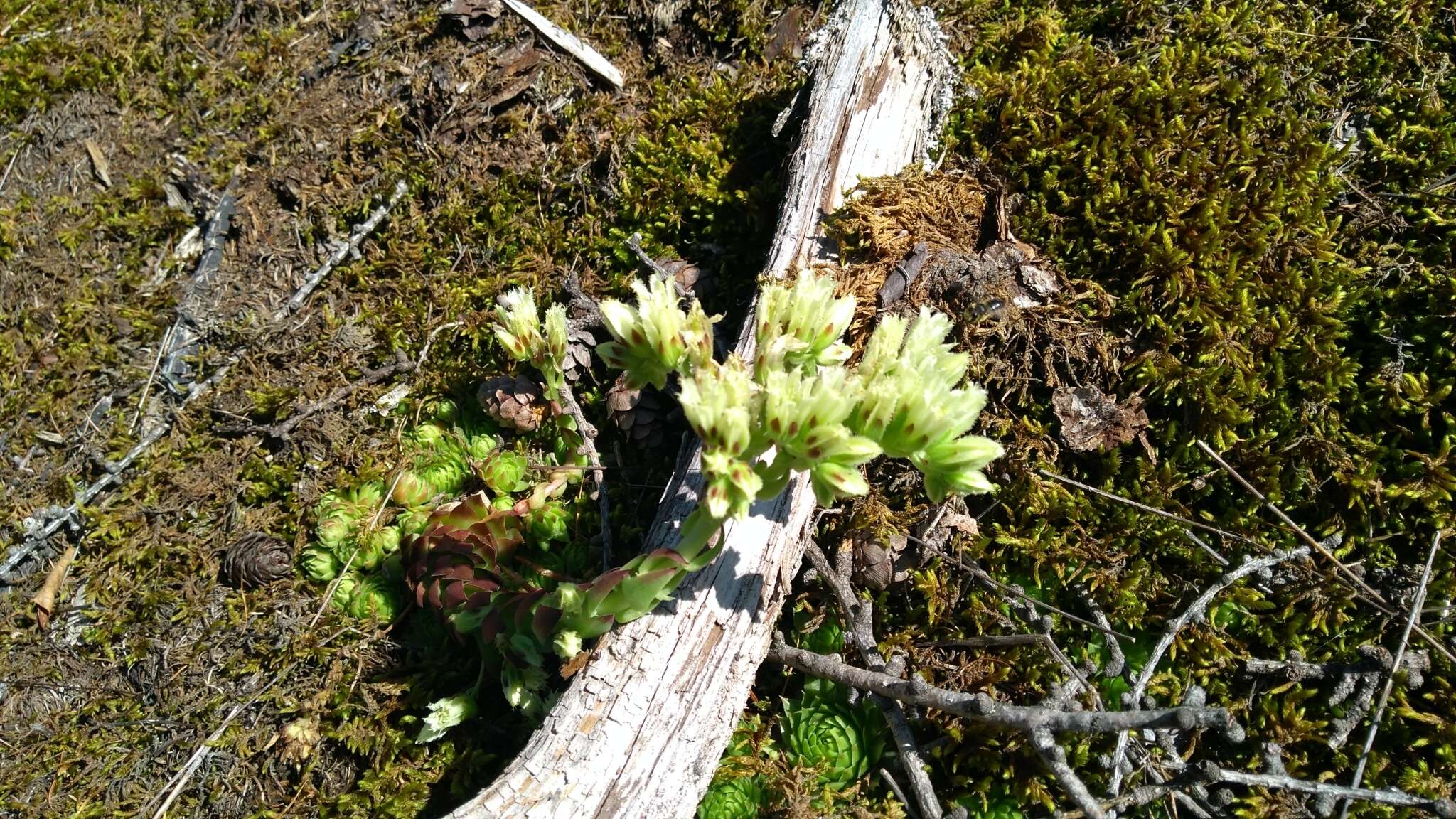 Imagem de Sempervivum globiferum subsp. arenarium (W. D. J. Koch) H.