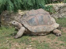 Image de Aldabrachelys