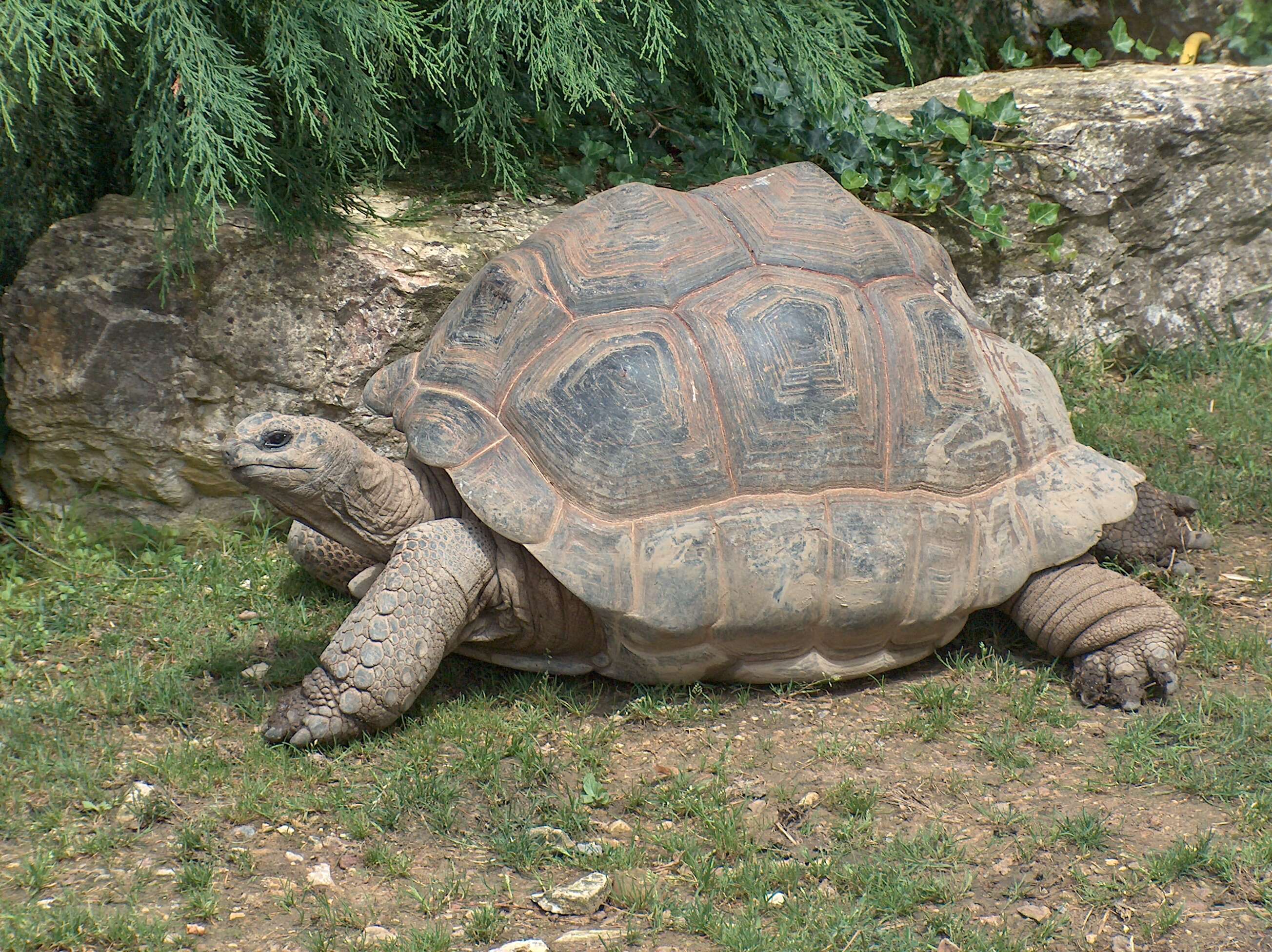 Image de Aldabrachelys