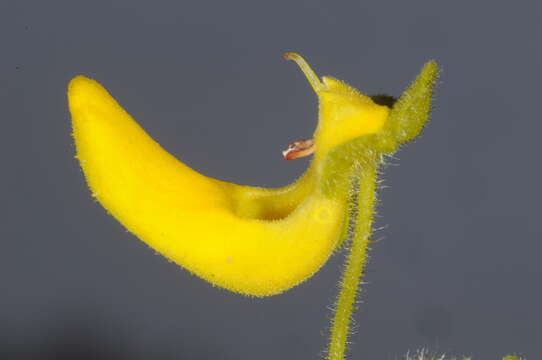 Image of Calceolaria teucrioides Griseb.