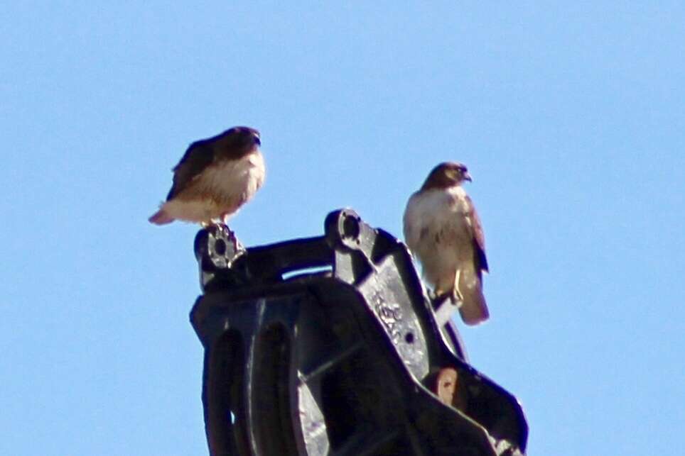 Image of Buteo jamaicensis fuertesi Sutton & Van Tyne 1935