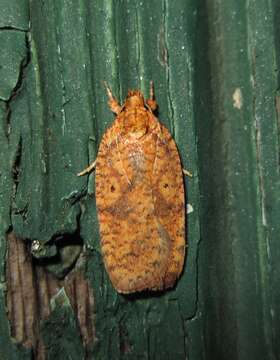 Image of Four-dotted Agonopterix