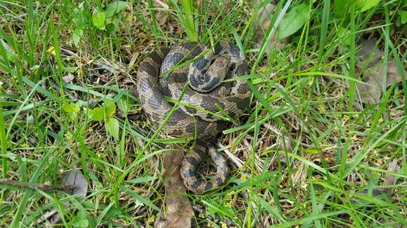 صورة Pantherophis vulpinus (Baird & Girard 1853)