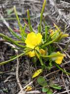 Image of Hibbertia huegelii (Endl.) F. Müll.