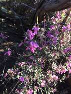 Imagem de Indigofera pilgeriana Schltr.