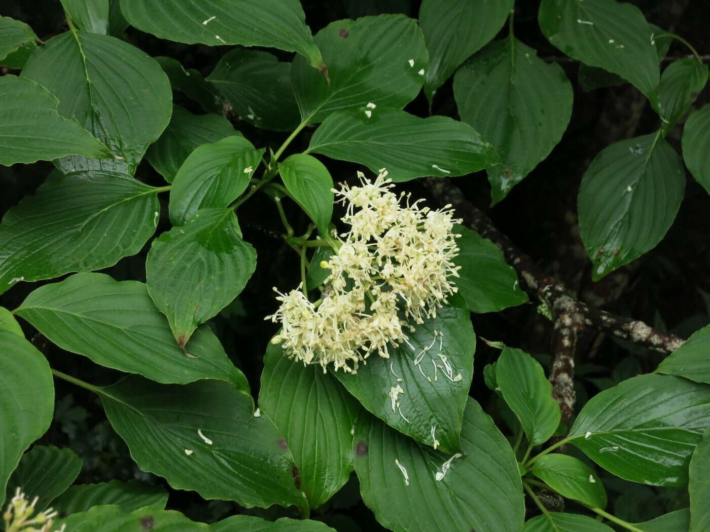 Image of alternateleaf dogwood