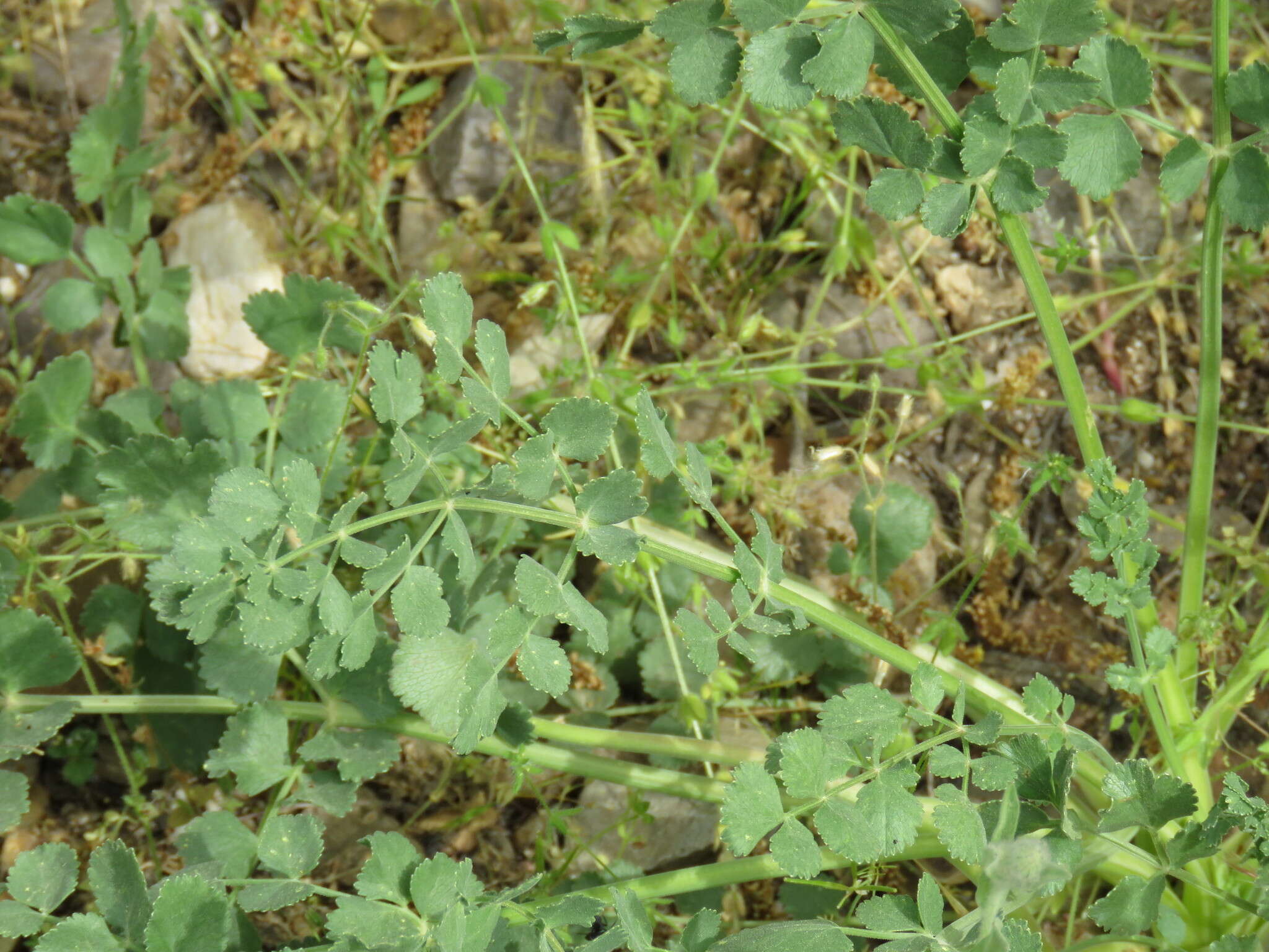 Image of Pimpinella villosa Schousboe