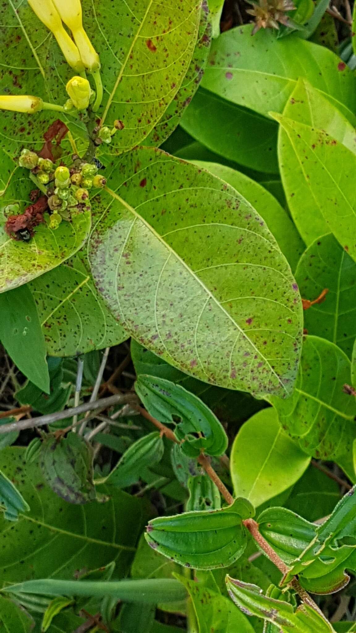 Imagem de Odontadenia puncticulosa (Richard) Pulle