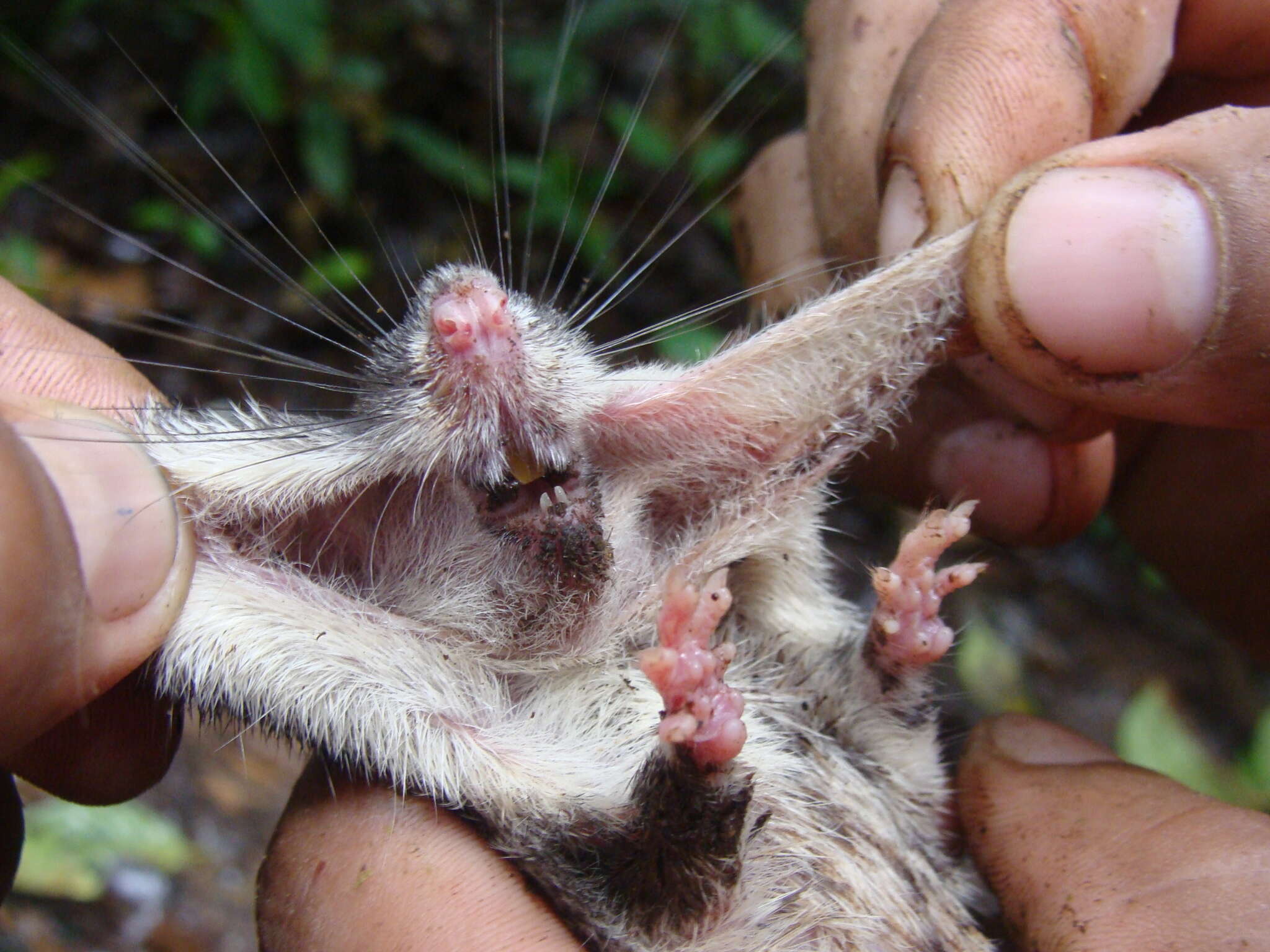 Image of Heteromys australis Thomas 1901