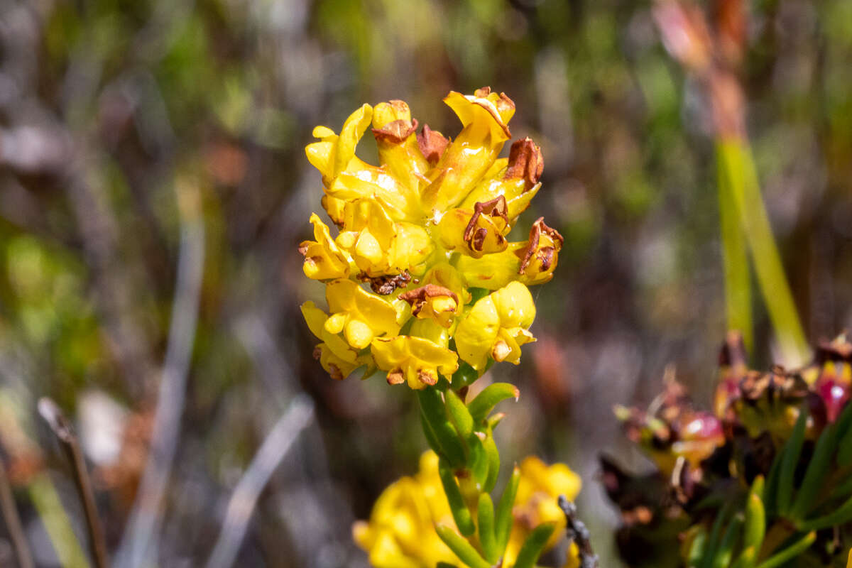 صورة Aspalathus callosa L.