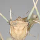 صورة Ventocoris obesus