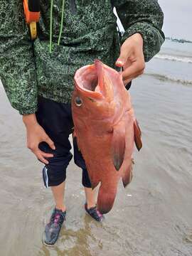 Image of Gulf coney