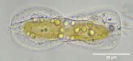 Plancia ëd Entomoneis paludosa