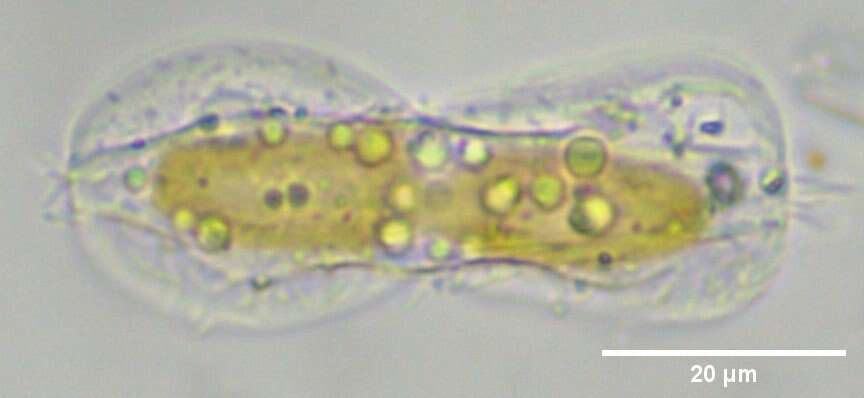 Plancia ëd Entomoneis paludosa