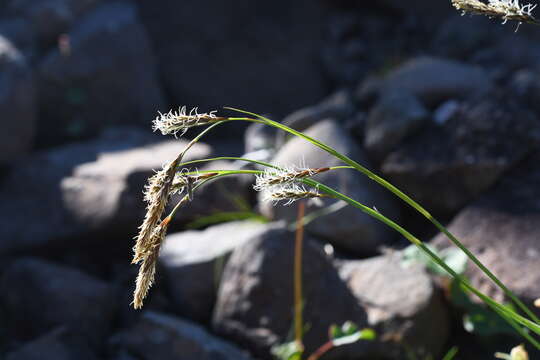 Image of rock-dwelling sedge