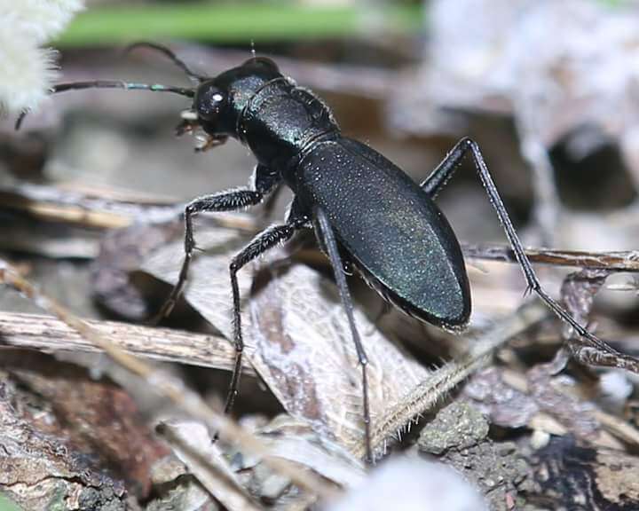 Imagem de Dromochorus belfragei Sallé 1877