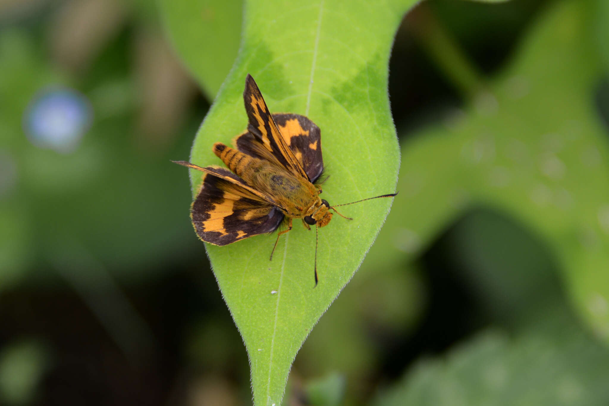 Image of Potanthus flava Murray 1875