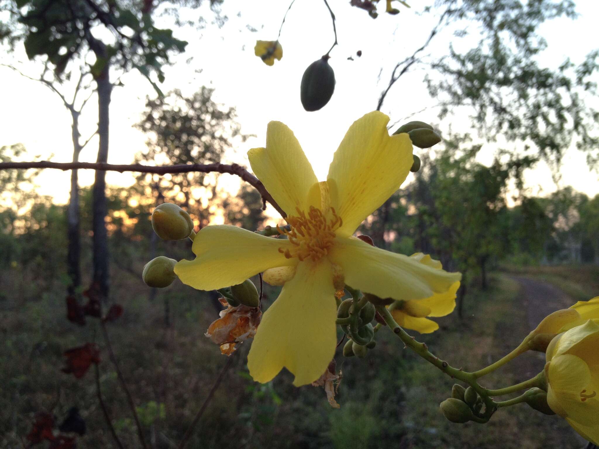 Imagem de Cochlospermum fraseri Planch.