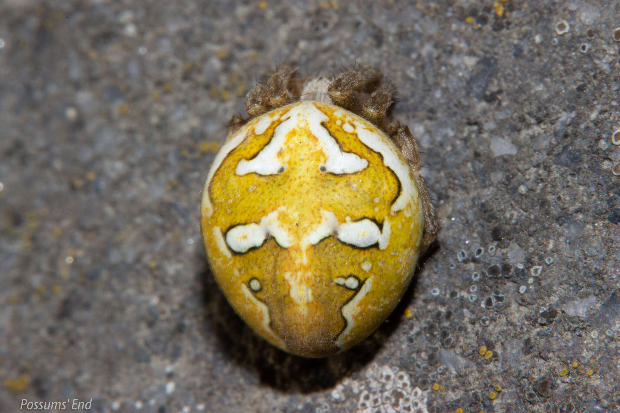 Image of Colaranea verutum (Urquhart 1887)