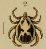 Image de Rhipicephalus pulchellus (Gerstäcker 1873)